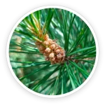Lemon Peel & Scots Pine